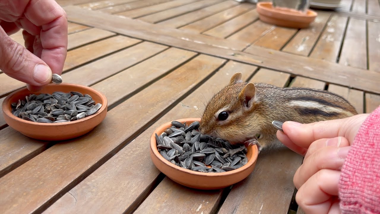 톰과 나를 대하는 태도에 차이가 나는 다람쥐 줄리