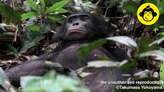 An adolescent male bonobo is sleeping on the ground!【Observations of Bonobos #174】