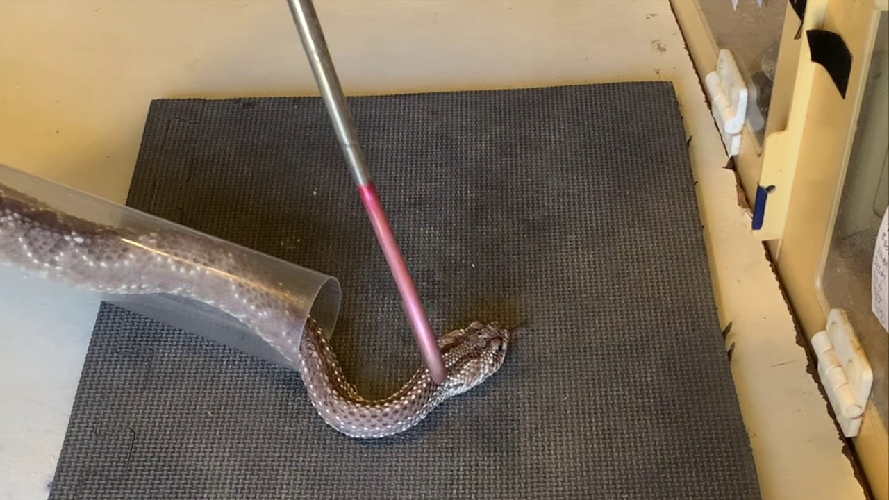 Venom Extraction from South American Rattlesnakes YouTube