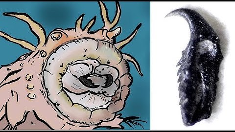 Ordovician fossils from Frankfort, Kentucky