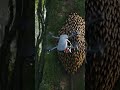 Drone Delivery Chaos! DJI Mavic 3 vs Forest Wildlife and a Falling Beehive #dronevideo #shorts