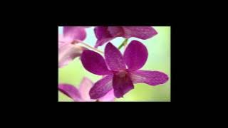 Scorpions - Still Loving You with lyrics HD