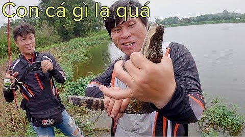 ✅ Cần câu cá TORO Điên lure cá lóc, đụng độ cá Sấu thiên nhiên | DUY FISHING SAI GON