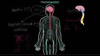 IB Sports, exercise and health science 2024: Thermoregulation screenshot 5