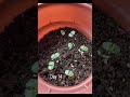 Let's Grow BASIL! (Day 1 to 38 progression)