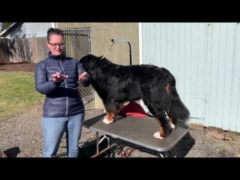 Grooming Video: How to groom Bernese Mountain Dog Feet