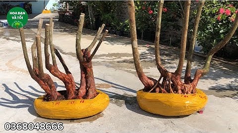 Hoa sim Bon sai bệ liền lùn lực dáng quái