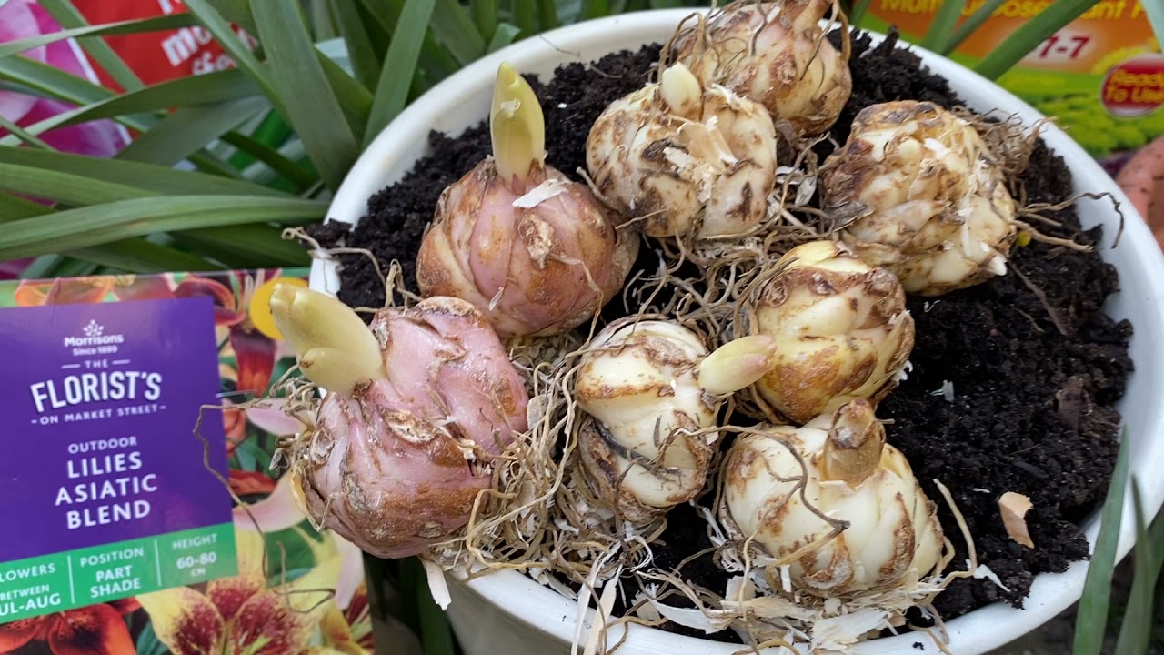 Лилии . Секреты посадки. Посадка Лилий в горшки.