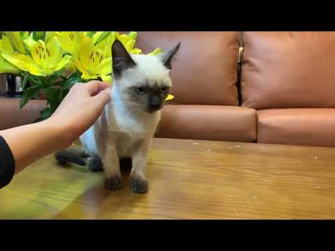 Video Mua bán mèo Xiêm giá rẻ 2 tháng tuổi tại Dogily... - youtube