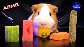 ASMR EATING FOOD MUKBANG  Guinea Pig 31