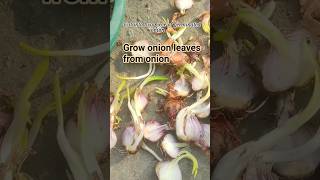 grow onion leaves from onion 🧅#youtubeshorts #ytshorts #nature #flowers #garden #viral #shorts