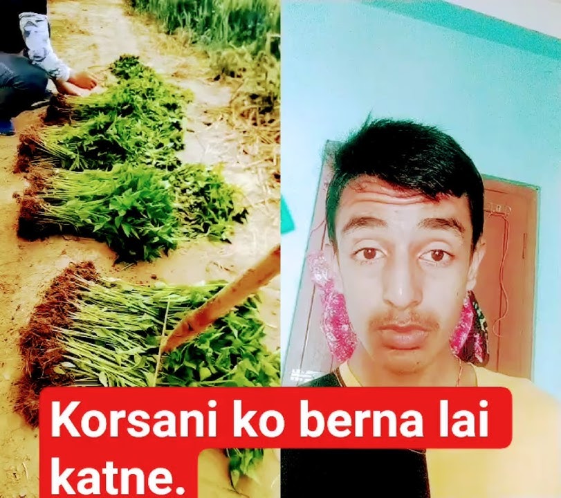 korsani ko bernalai yasari katnu parne raixa. #farming #agriculture #chilli #cuttingskills #shorts