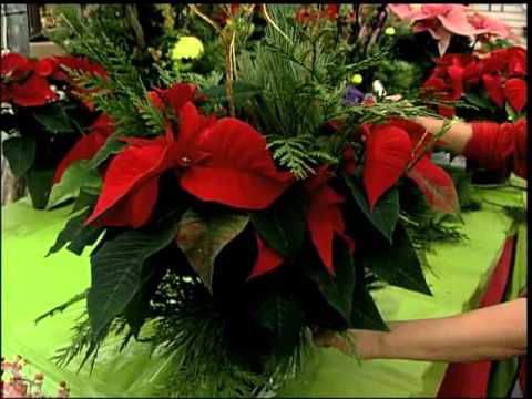 How To Dress Up Your Poinsettia