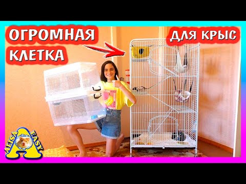 видео: ОГРОМНАЯ КЛЕТКА ДЛЯ КРЫС / ЗООПОКУПКИ / РАСПАКОВКА / Alisa Easy Pets