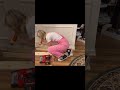 He Has The WORST Timing #dogs #diy #petlife