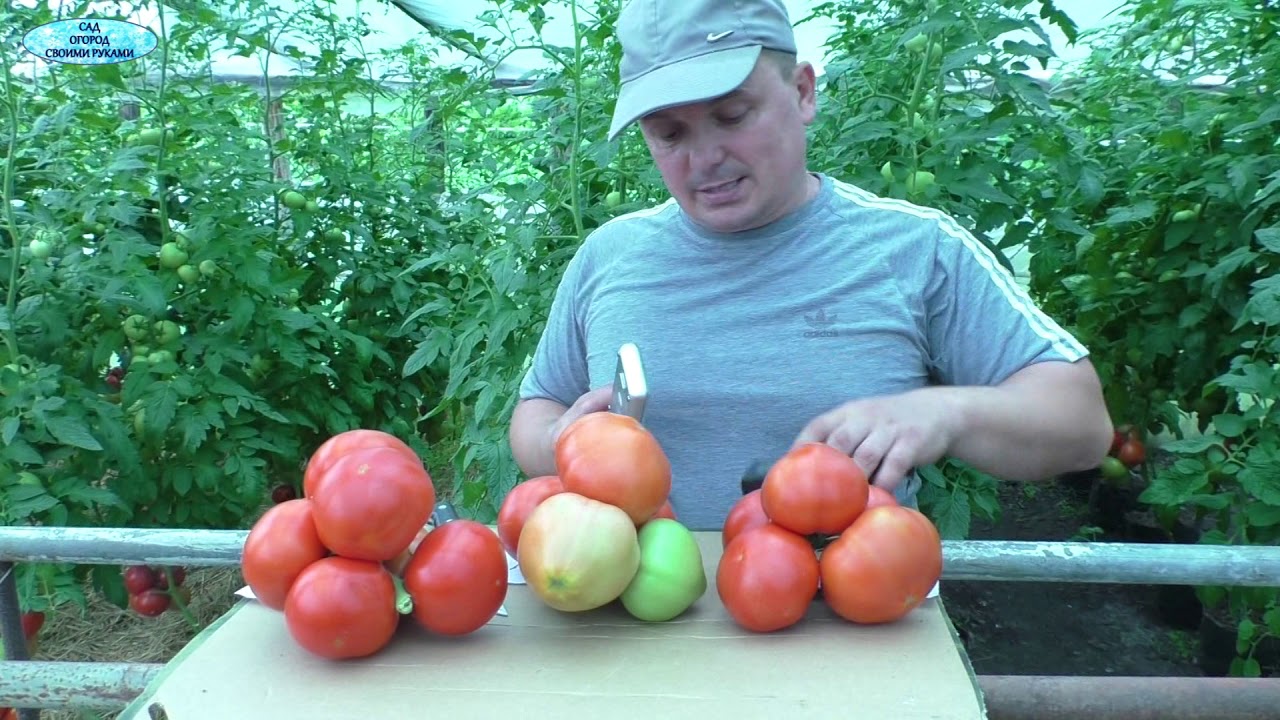 ⁣ТРИ очень урожайных  сорта помидоров- обзор!