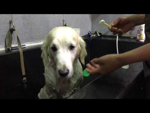वीडियो: कुत्ते के दांत कैसे साफ करें: उपकरण और टिप्स