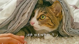 A cat's reaction when it accidentally bites its owner's hand by 냥큼한 친구들 Sweet cats 33,049 views 1 year ago 4 minutes, 41 seconds