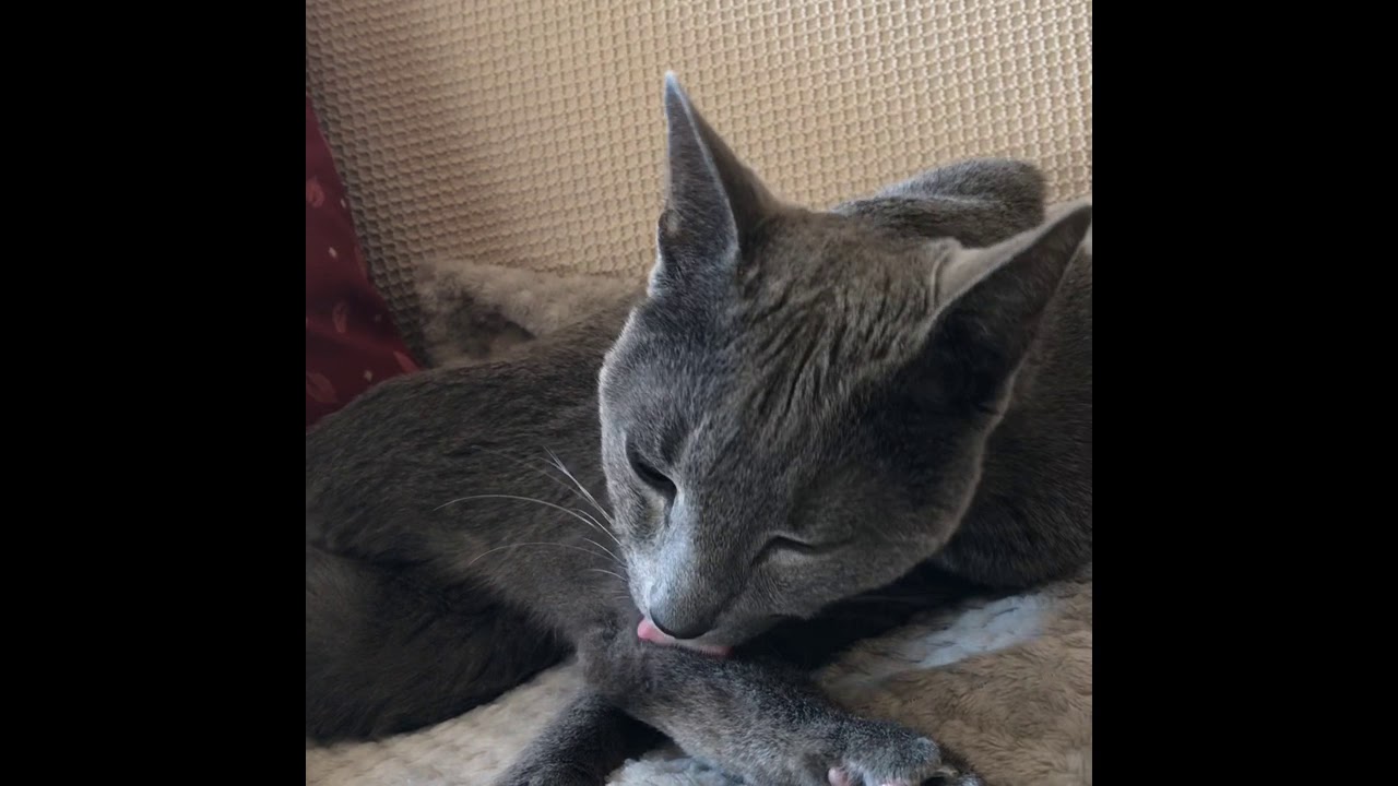 Russian Blue Rodion Romanovich Raskolnicov grooming thoroughly YouTube