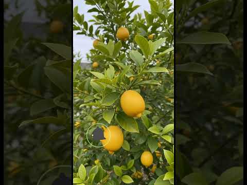 شجرة اليمون الخميس 9 أكتوبر 2025