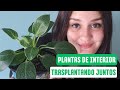 Trasplantando juntos: Plantas tropicales