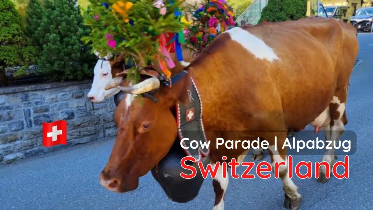 Lauterbrunnen Switzerland Cow Parade Alpabzug Désalpes 🐄💖 YouTube