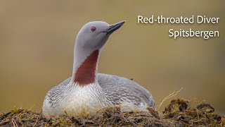 Red throated diver