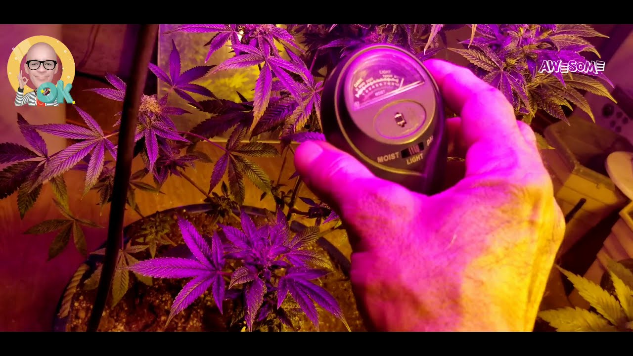 Jamaican Purple medical marijuana