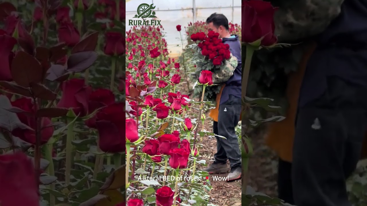 One Man, A THOUSAND Roses! 🌹 