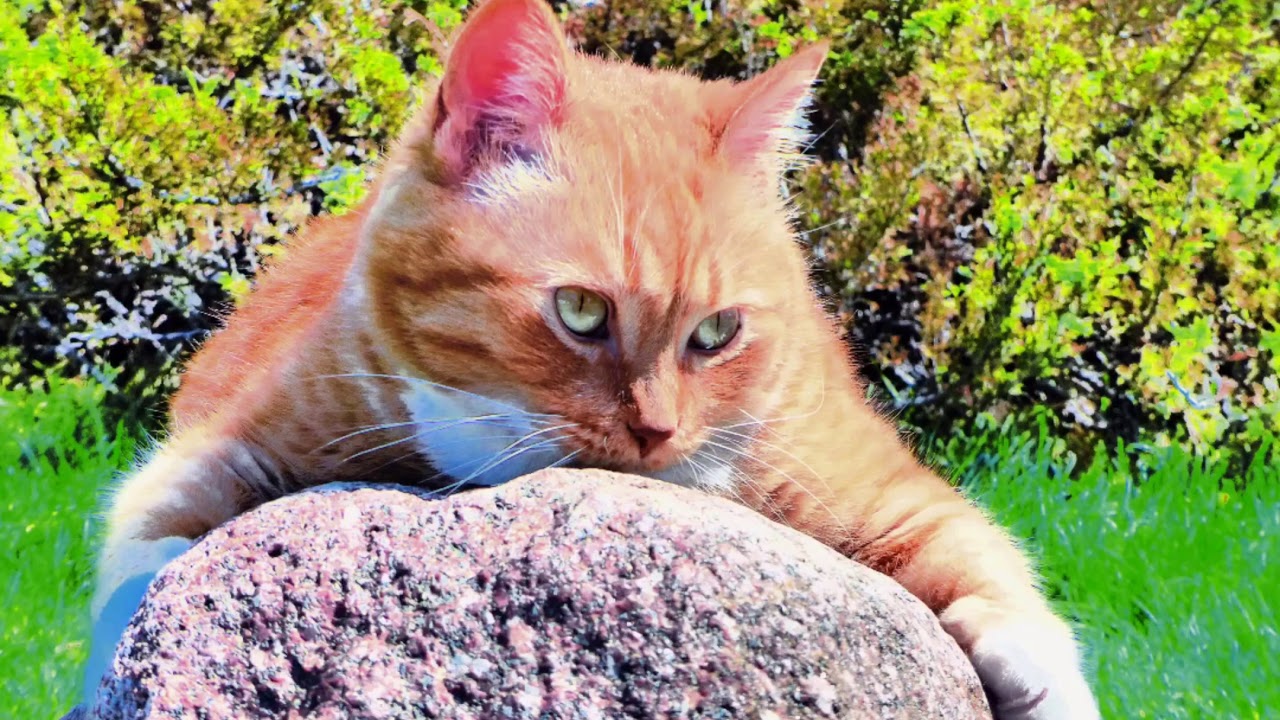 camera iphone 8 plus apk Happy Canada Day 🇨🇦2019 CFC66✨👽🐱🐯🦁✨