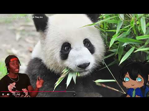 Red Pandas are NOT What You Think They Are REACTION!!!