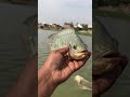 😱Biggest Talapiya Ever Caught 😍🐟#”#shorts #viral #trending #trendingshorts #fishing #fish #youtube