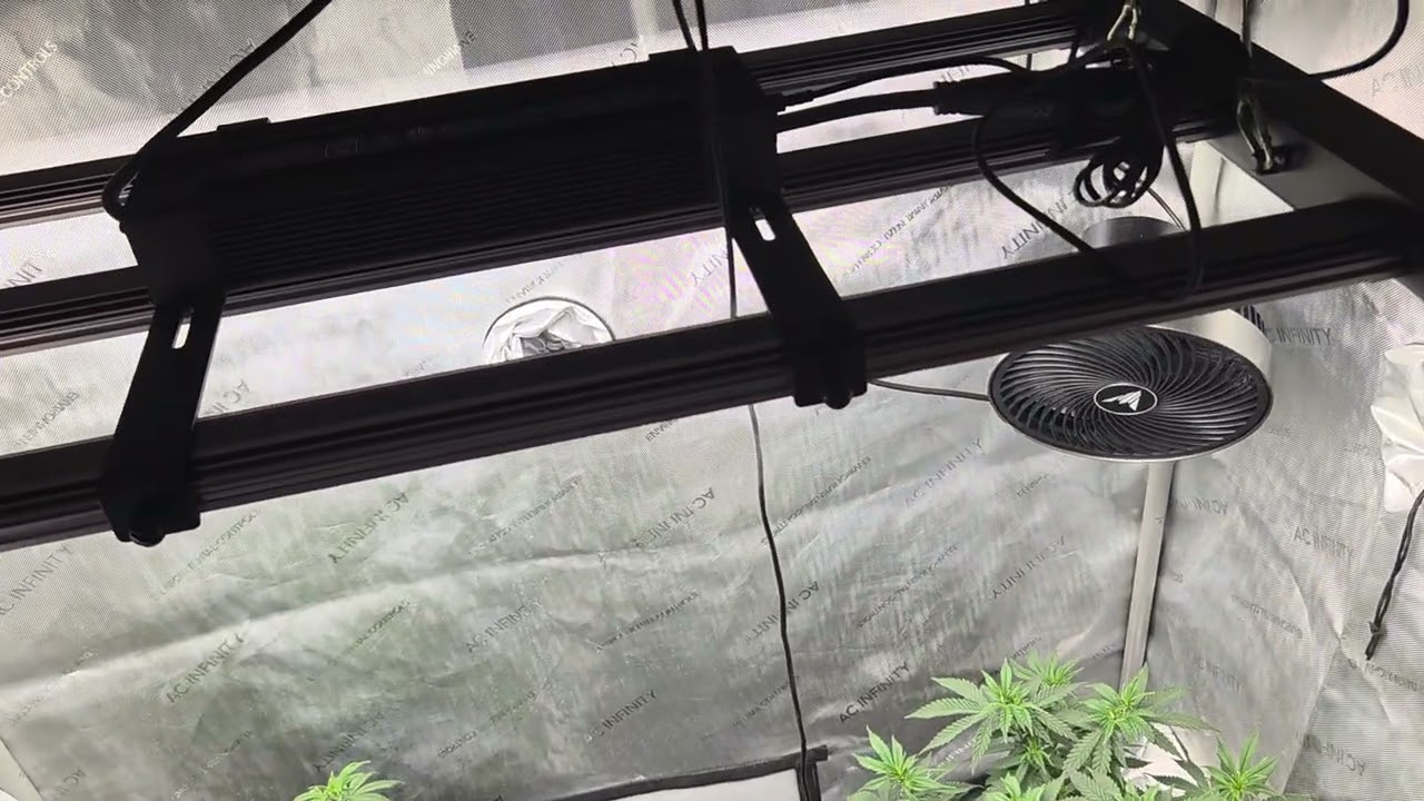 Blue Dream & Super Boof, 30-й день вегетарианской диеты.