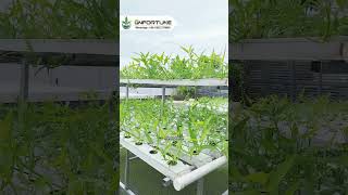 G&N's hydroponic system