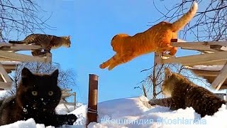 #2 #Koshlandia Fold Siberian Winnie Вислоухий Сибиряк Сибирские деревенские кошки продолжение #2 #Koshlandia Fold Siberian Winnie Вислоухий Сибиряк Сибирские деревенские кошки продолжение