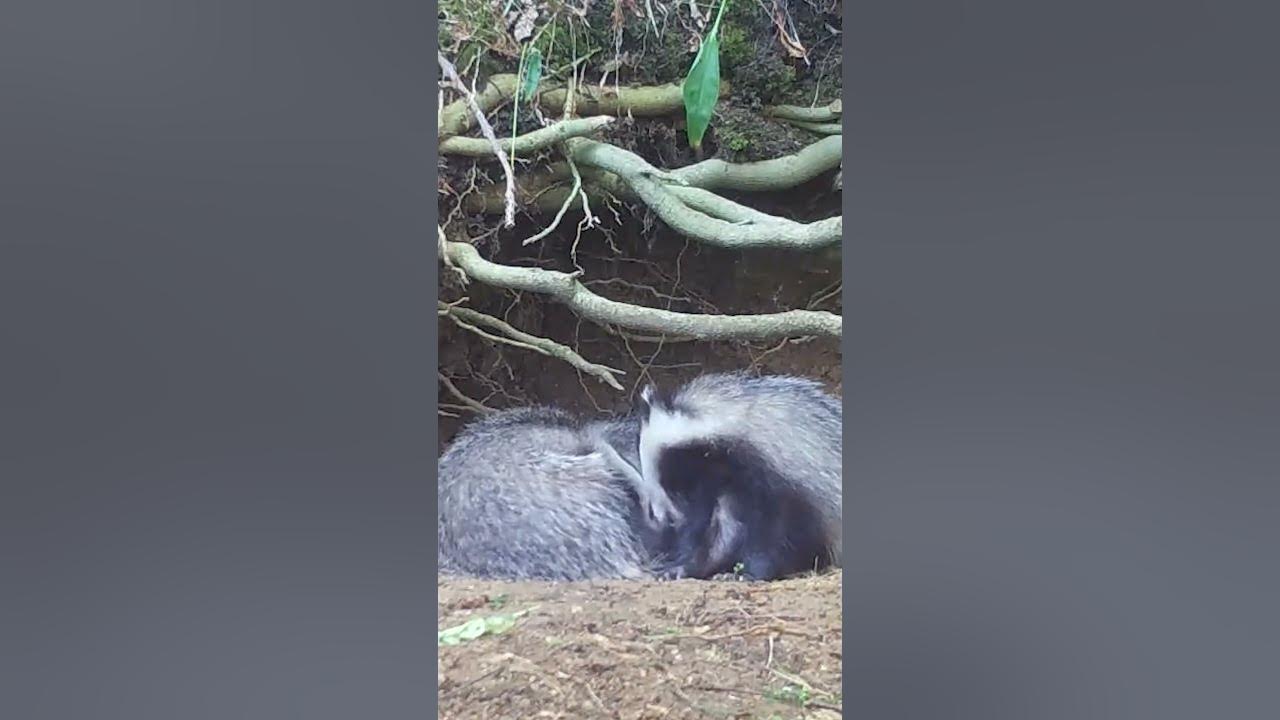 What's better than one badger cub? Three badger cubs! 