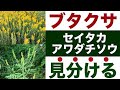 【ブタクサ】違いと見分ける方法を解説して花粉症対策に役立てる【セイタカアワダチソウ】