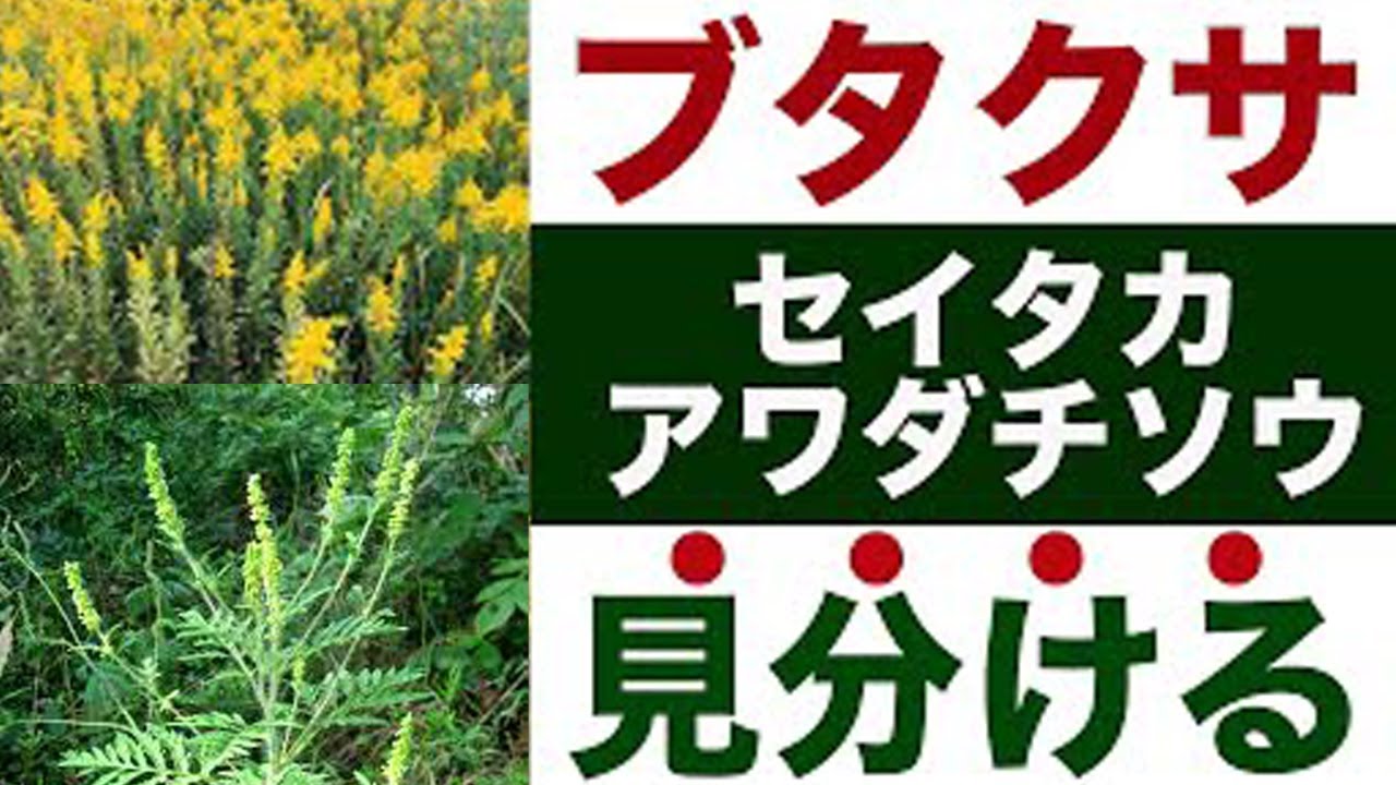 ブタクサ 違いと見分ける方法を解説して花粉症対策に役立てる セイタカアワダチソウ Youtube