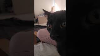 Sweet cuddly kitten of terror