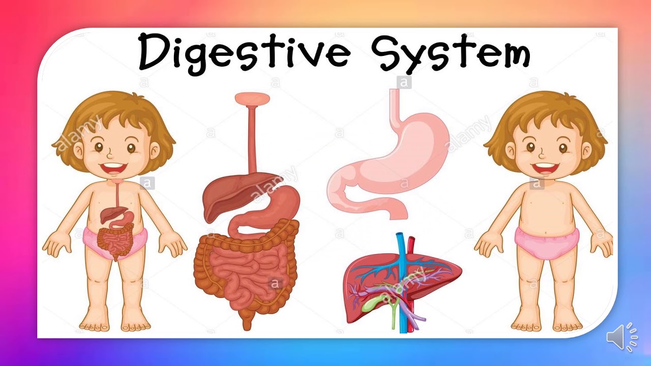 Orgains Topic Digestive systems and its organs Topic - YouTube