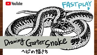 Fast Play Drawing Garter Snake ヘビの描き方 ガータースネーク Youtube