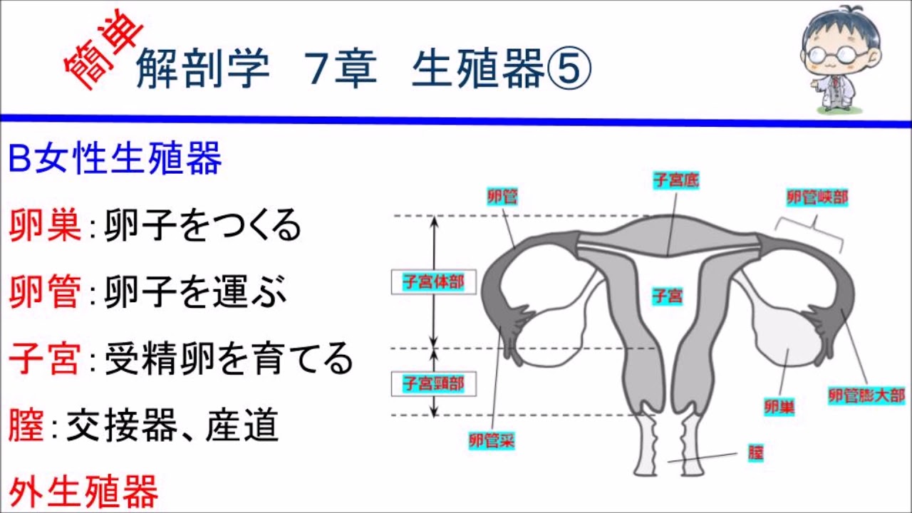 √画像をダウンロード 女性 の 生殖器 214732