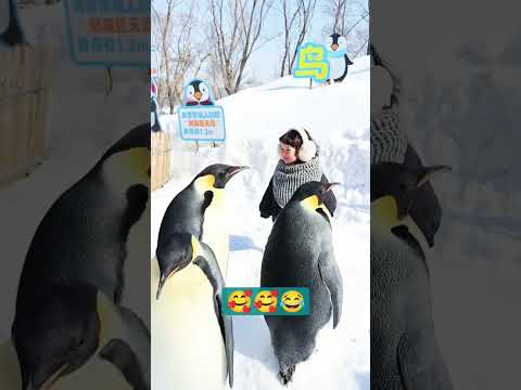 لما الطفل يقل د البطريق أحسن من البطريق نفسه  