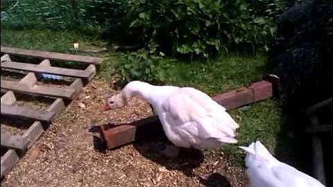 Difference between male & female geese.
