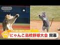 『第105回全国にゃんこ高等学校野球選手権記念大会 開幕!プロ注目の選手を紹介』
