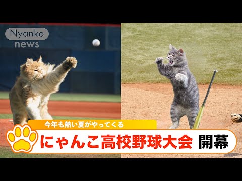 『第105回全国にゃんこ高等学校野球選手権記念大会　開幕！プロ注目の選手を紹介』