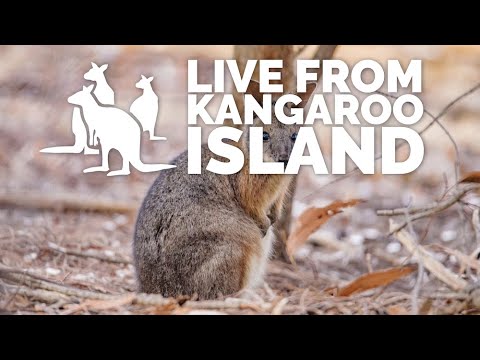 Video: Tammar wallabies puas raug puas tsuaj?