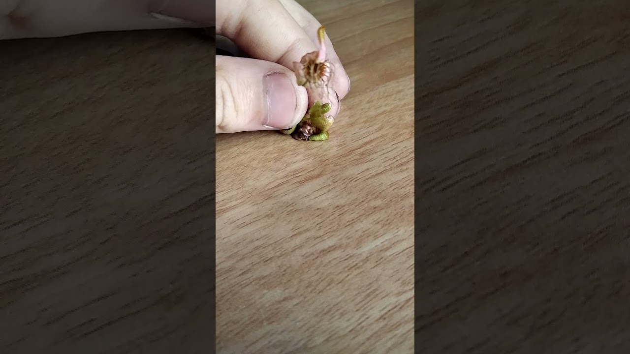 Mini planter review (pet)