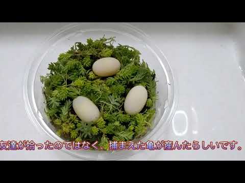 わらすけとカエルくんの亀の卵