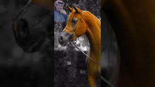 جلسة عود مع الكلمات كامله- شفت لي 🐎 خيل-علي بن محمد